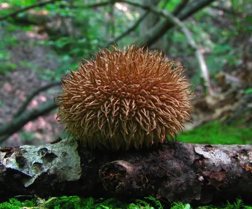 This puffball is spiny