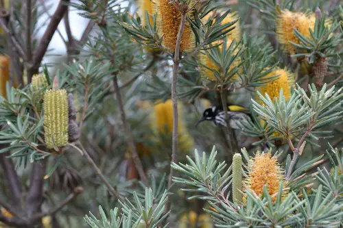 albany banksia with new holland honeyeater