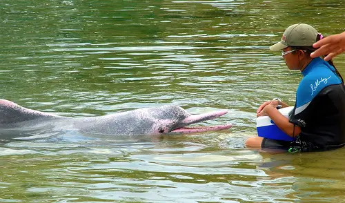 The Chinese White Dolphin is either white or pink as an adult