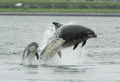 Bottlenose dolphin with its young