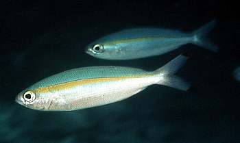 Goldband fusiliers are reef fish