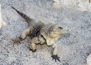 The Cuban iguana in its natural habitat