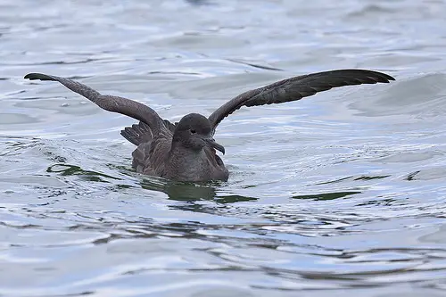 A Sooty Shearwater in the water