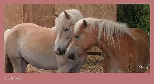 Aww, horse love