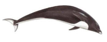 A drawing of a Northern Right Whale Dolphin