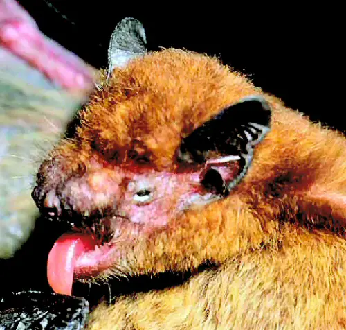 The head of the Pipistrellus raceyi