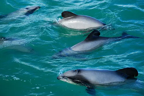 These dolphins are incredibly rare