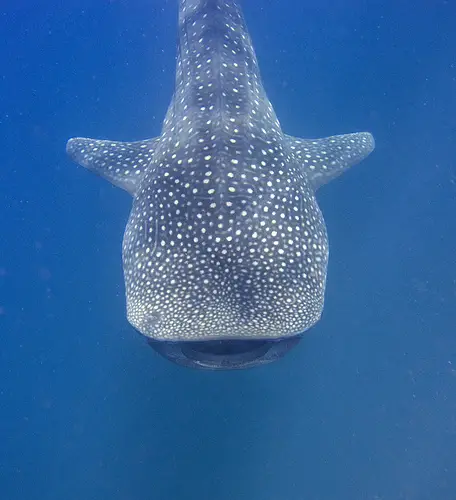 Whale sharks may be larger than previously thought