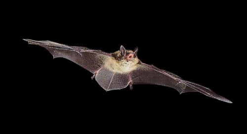 Could the diet of bats aid forensic science?