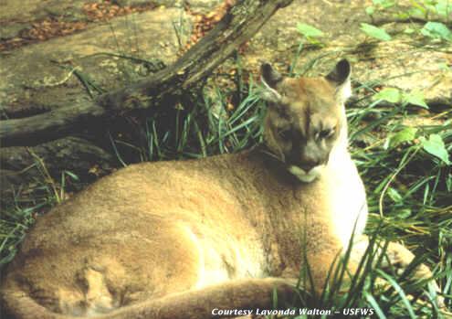 One of the last images of the Eastern Cougar