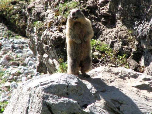 Alpine Marmot – Marmota Marmota - Ground Mammals