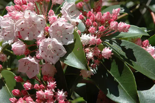 Mountain Laurel Flower - Flowers