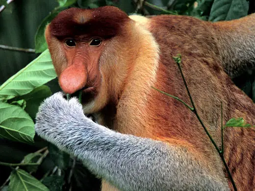 borneo proboscis monkey Proboscis Monkey