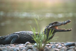 Caiman (Caiman Crocodiles) Habitat & Breeding - Ground Reptiles
