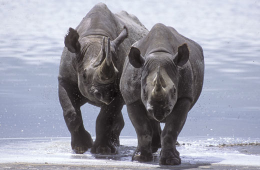 physical description western black rhinoceros