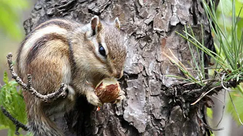 10 Deceptively Dangerous Animals - Slideshow