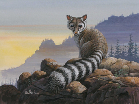 Ring-tailed Cat – Bassariscus astutus - Ground Mammals