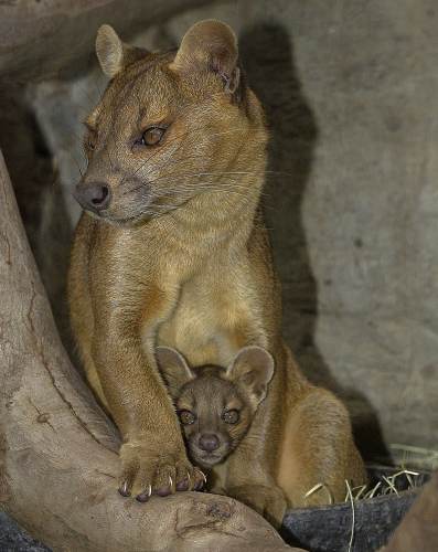 A female Fossa with her pup