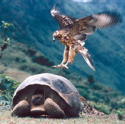A hawk landing on a Galapagos Tortoise