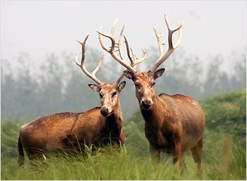 The deer's massive horns are deadly weapons