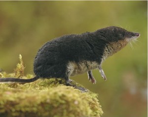 Eurasian Water Shrew – Neomys fodiens - Aquatic Mammals