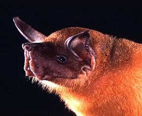 The Fishing Bats resemble bulldogs in a way