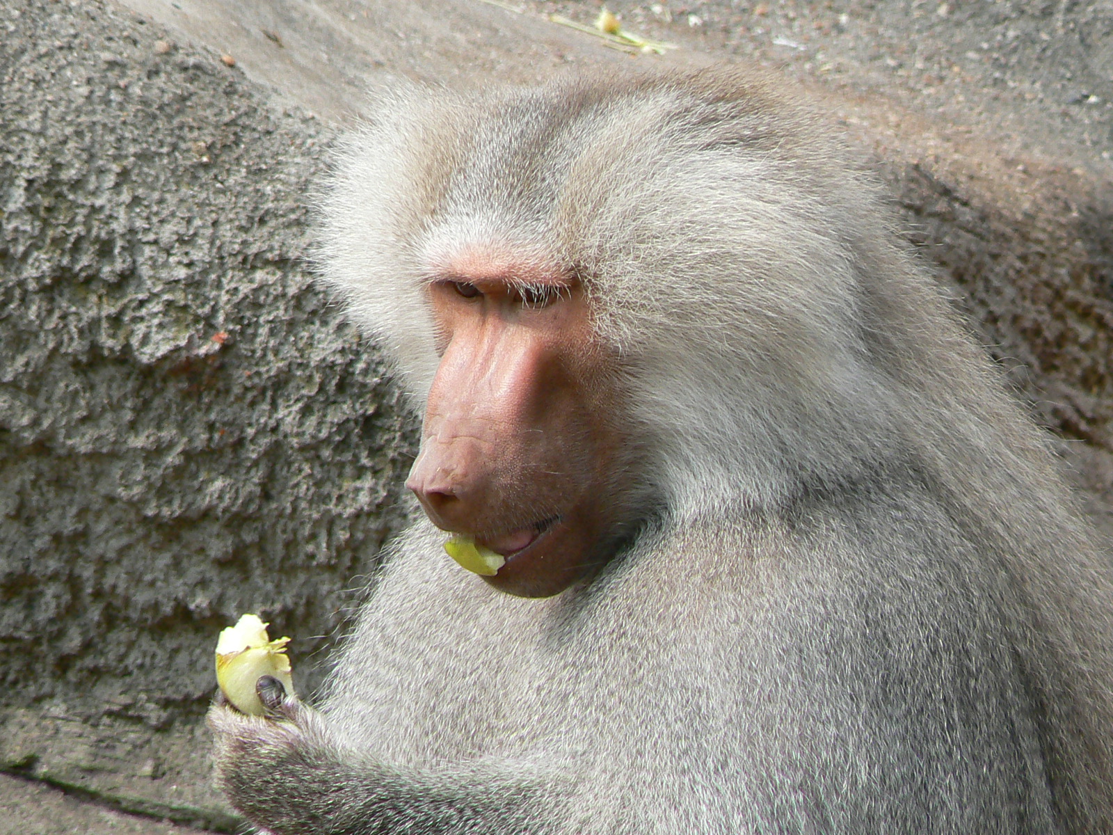 Hamadryas Baboon eating an apple