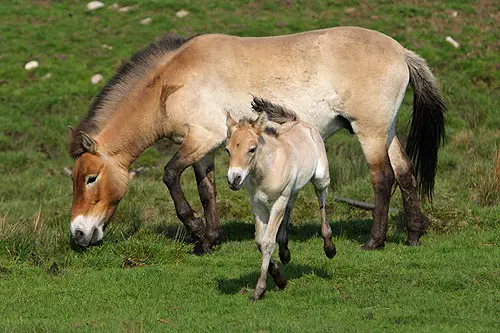 A Przewalski's Horse mare with her offspring