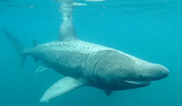 Basking Shark is a truly a sea giant
