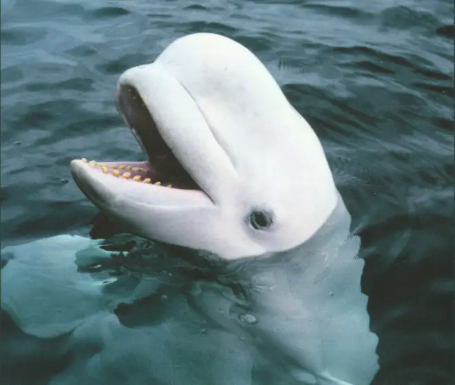 Beluga's mimics look like a friendly smile