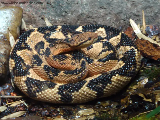 Bushmaster snakes have a great camouflage, making them extremely hard to notice