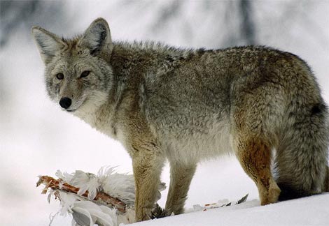 Coyotes can survive even in the arctic snowy regions