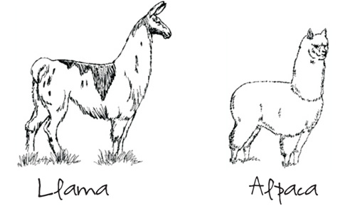 A drawing showing differences between Llamas and Alpacas