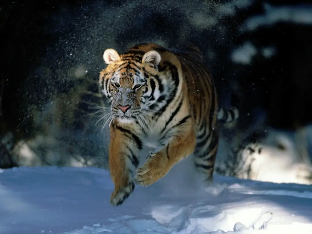 Siberian Tiger running through the snow
