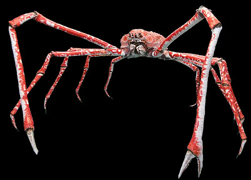 The enormously huge Japanese Spider Crab