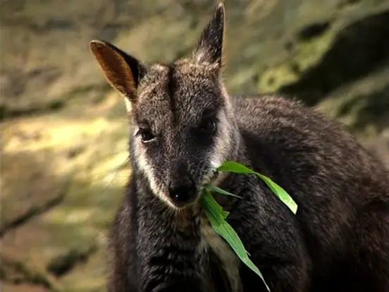 Brush-tailed Rock-wallabies rarely eat anything else than grass