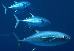 3 Yellowfin Tuna