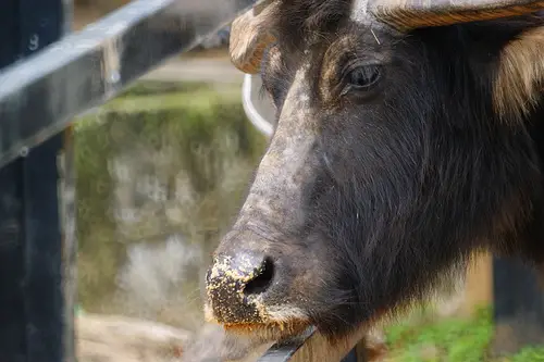 Get up close and personal with a Water Buffalo