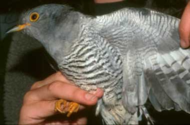 Common Cuckoo's belly is similar to sparrowhawk's