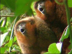 Titi monkeys performing their ritual morning calls