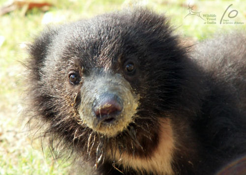 A Sloth Bear cub