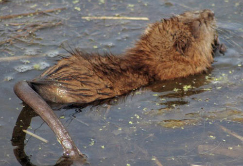 The main difference between a beaver and a Muskrat is the tail