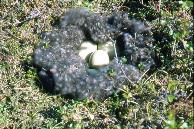 The nests are constructed so that when the mother goes hunting, the eggs can be covered to keep warm