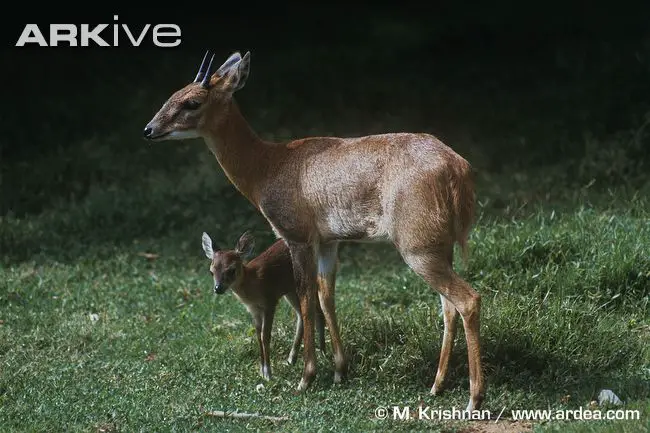 A Four-horned antelope male with his offspring