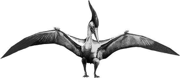 Pteranodon Pteranodons Dinosaurs