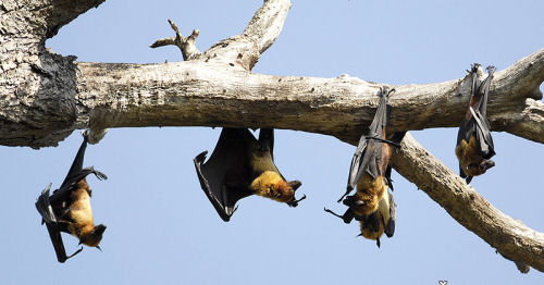 A few Indian Flying-foxes sleeping in a tree