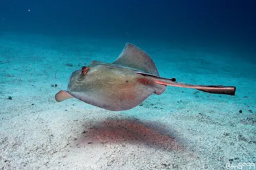 Southern Stingray swimming in the crystal blue waters