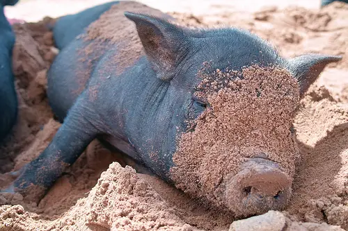 Oops, this little pot-bellied piggy has got sand on its face!