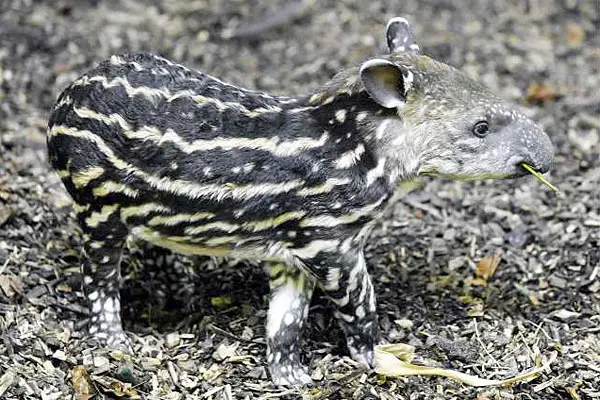 Young Tapirs have special stripes on their flanks that provide great camouflage in the jungle