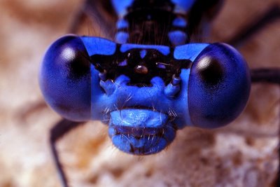 The eye positioning of the Blue Damselfly allows it to spot prey in all directions